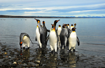 Pinguins na Terra do Fogo na Ushuaia