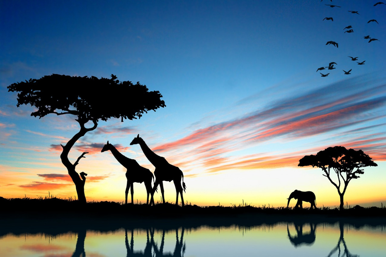Safari África do Sul