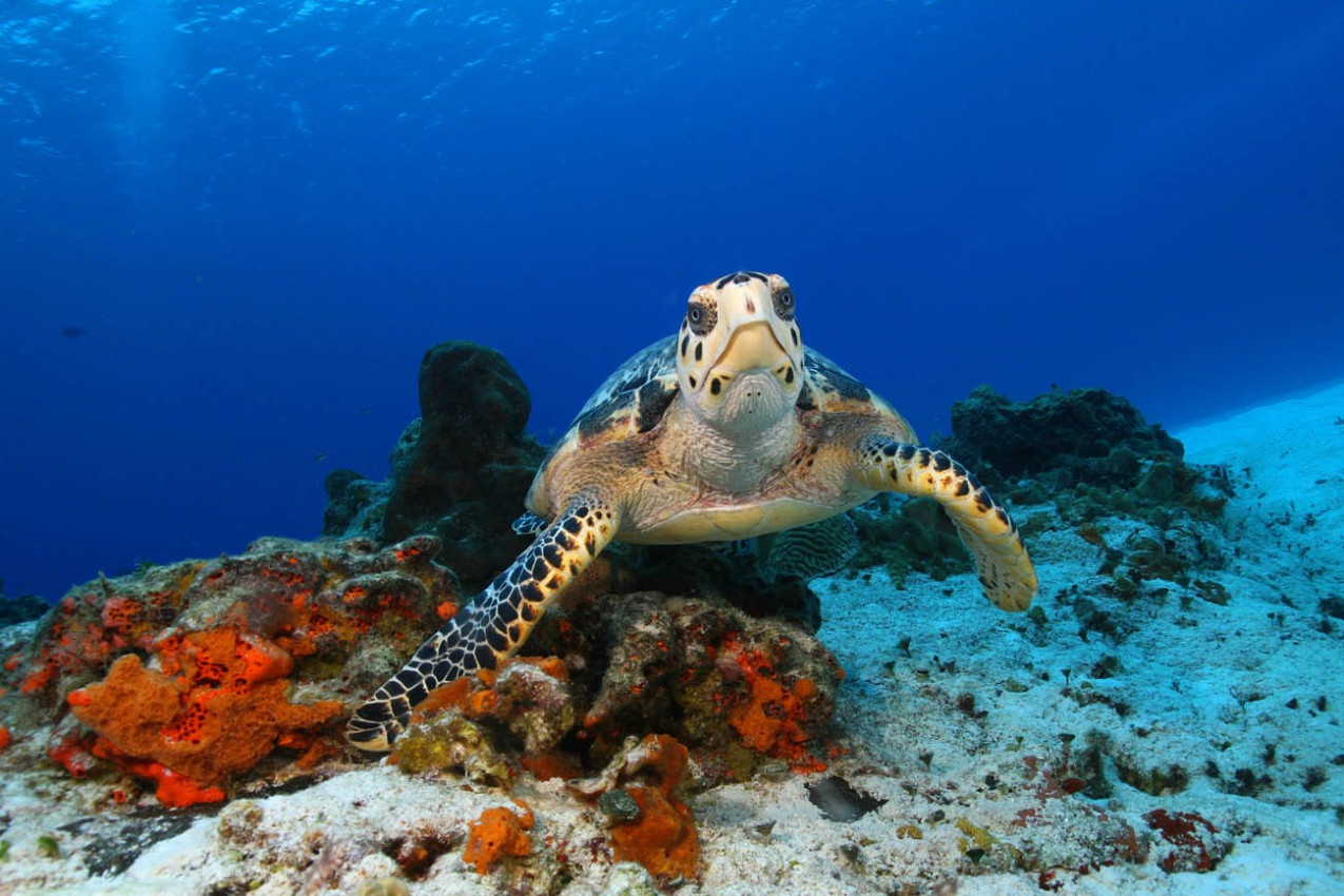 Linda tartaruga em Cozumel