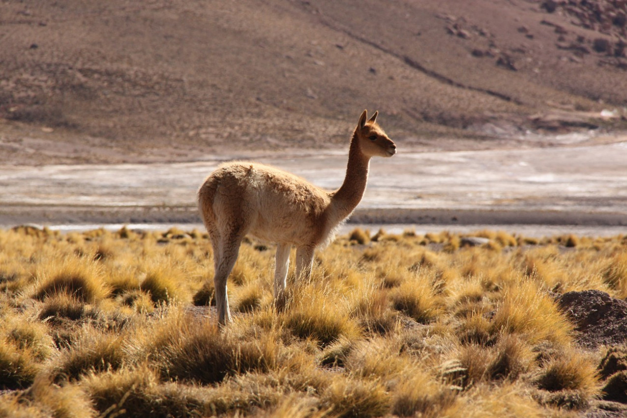 Vicunha do Deserto do Atacama
