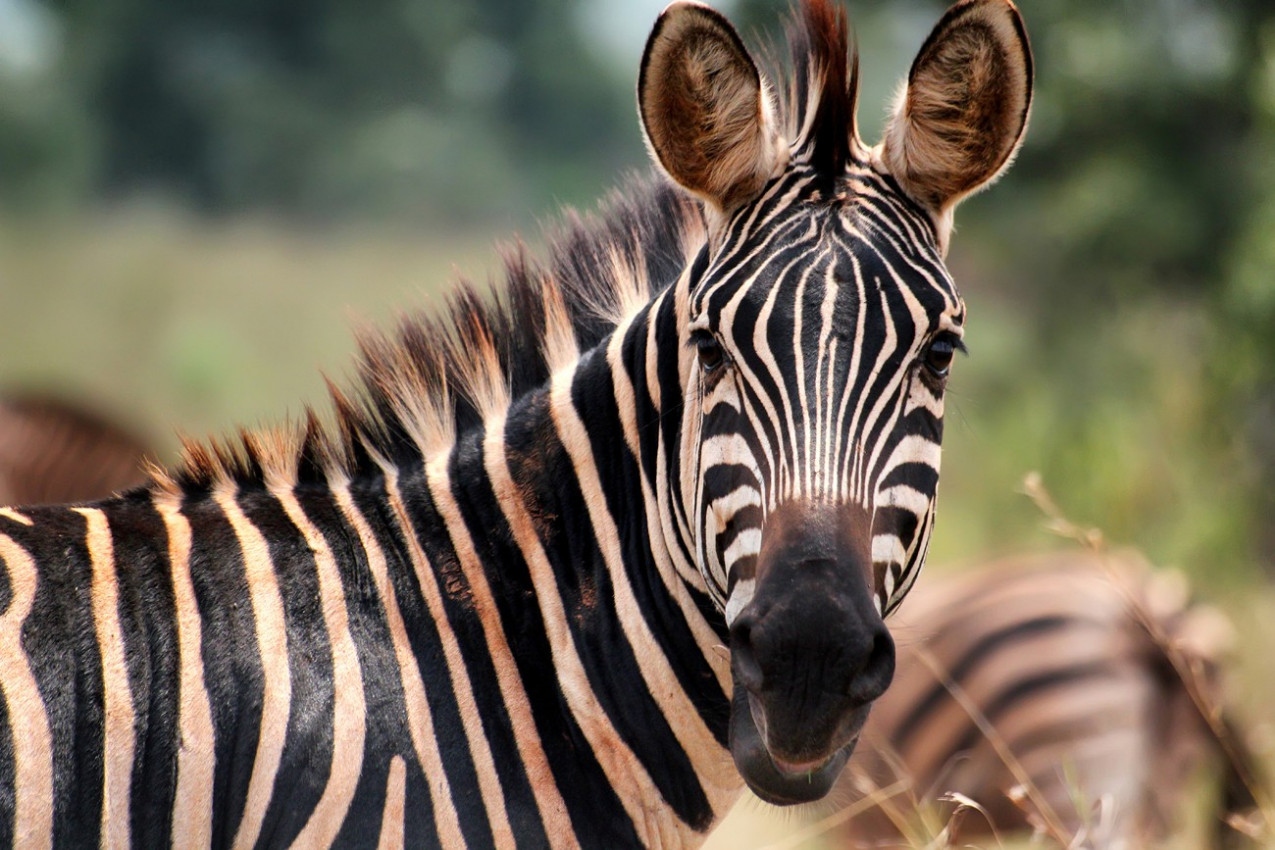 Zebra de Akagera Parque nacional em Ruanda