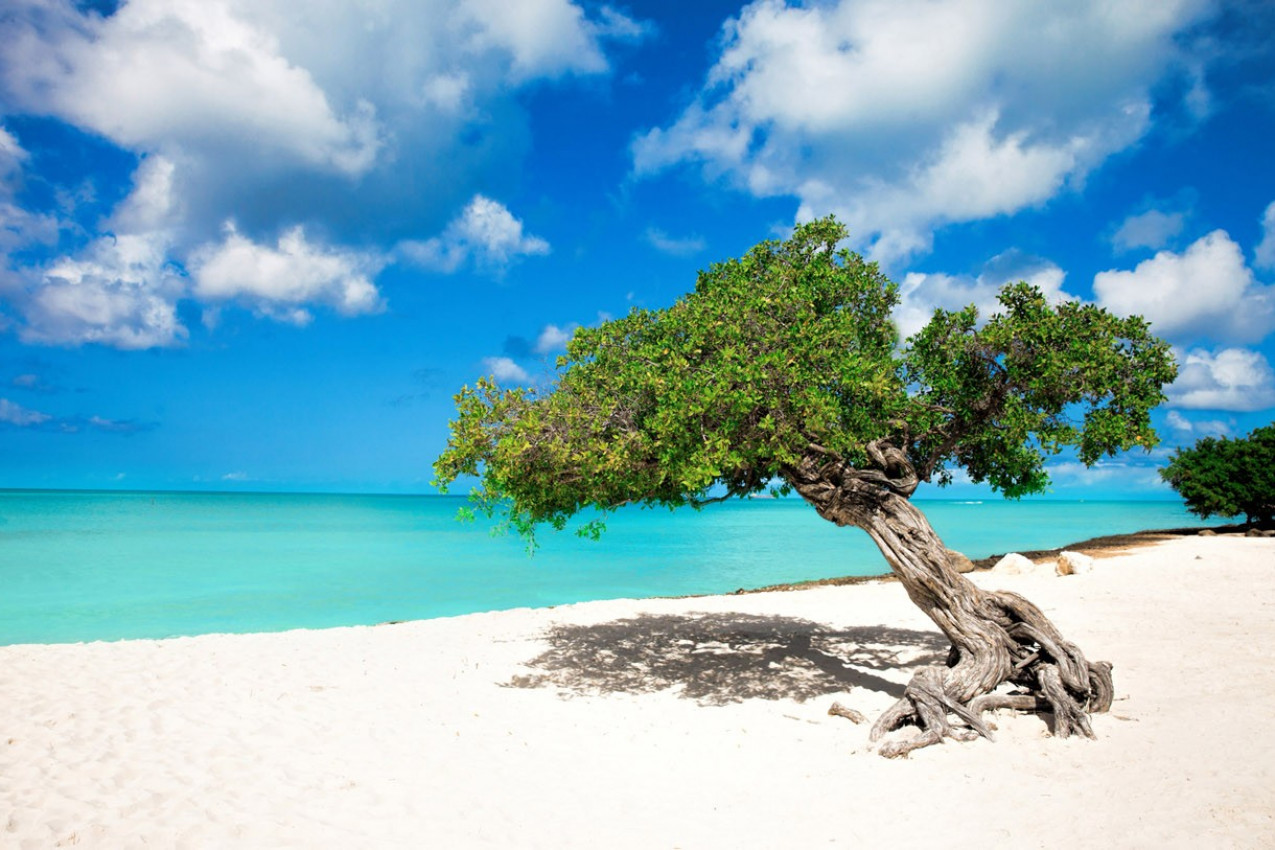 Aruba árvore Divi Divi