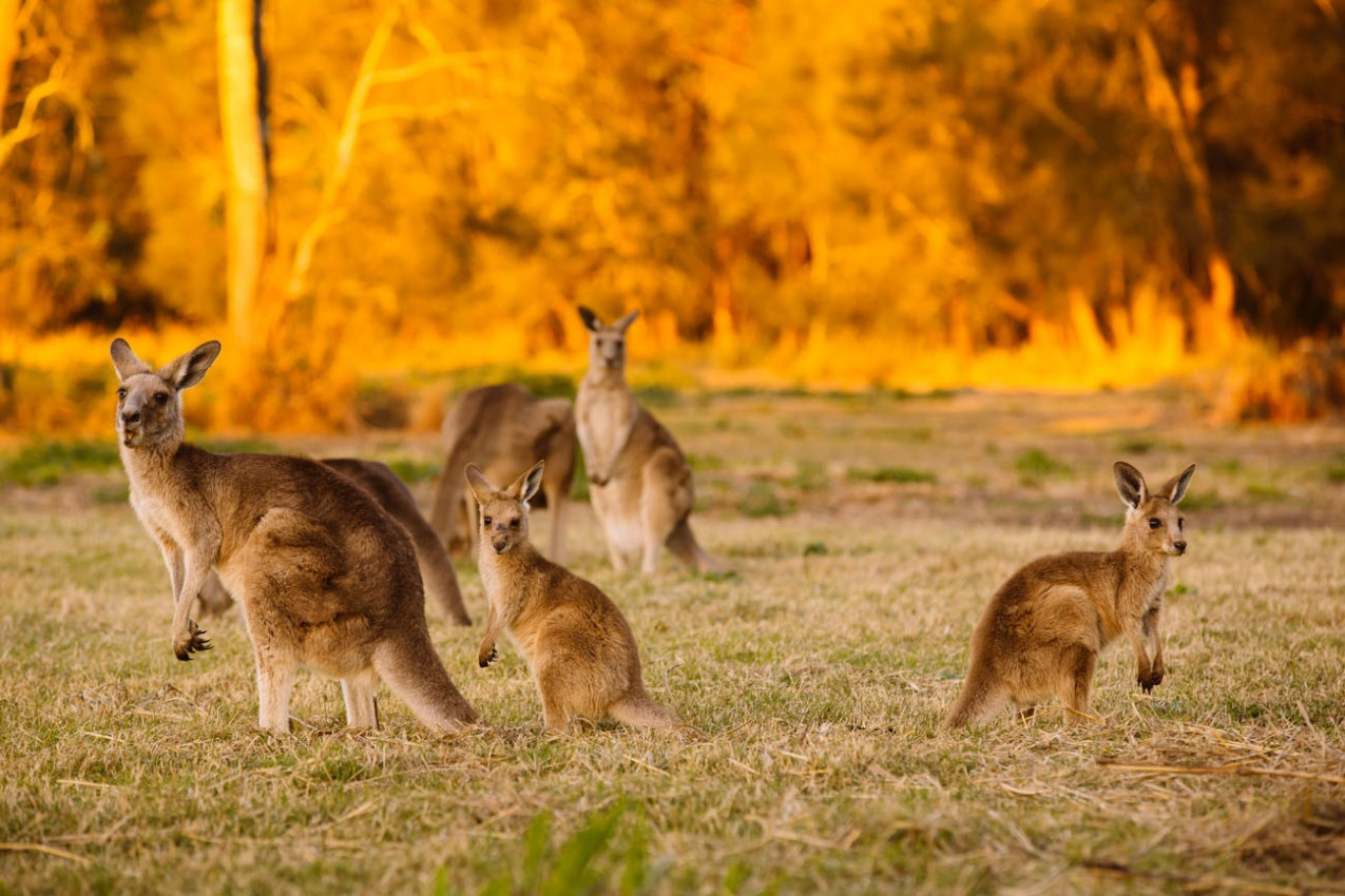 Bando de cangurus no crepúsculo (Coombabah Lake, Queensland, Austrália)