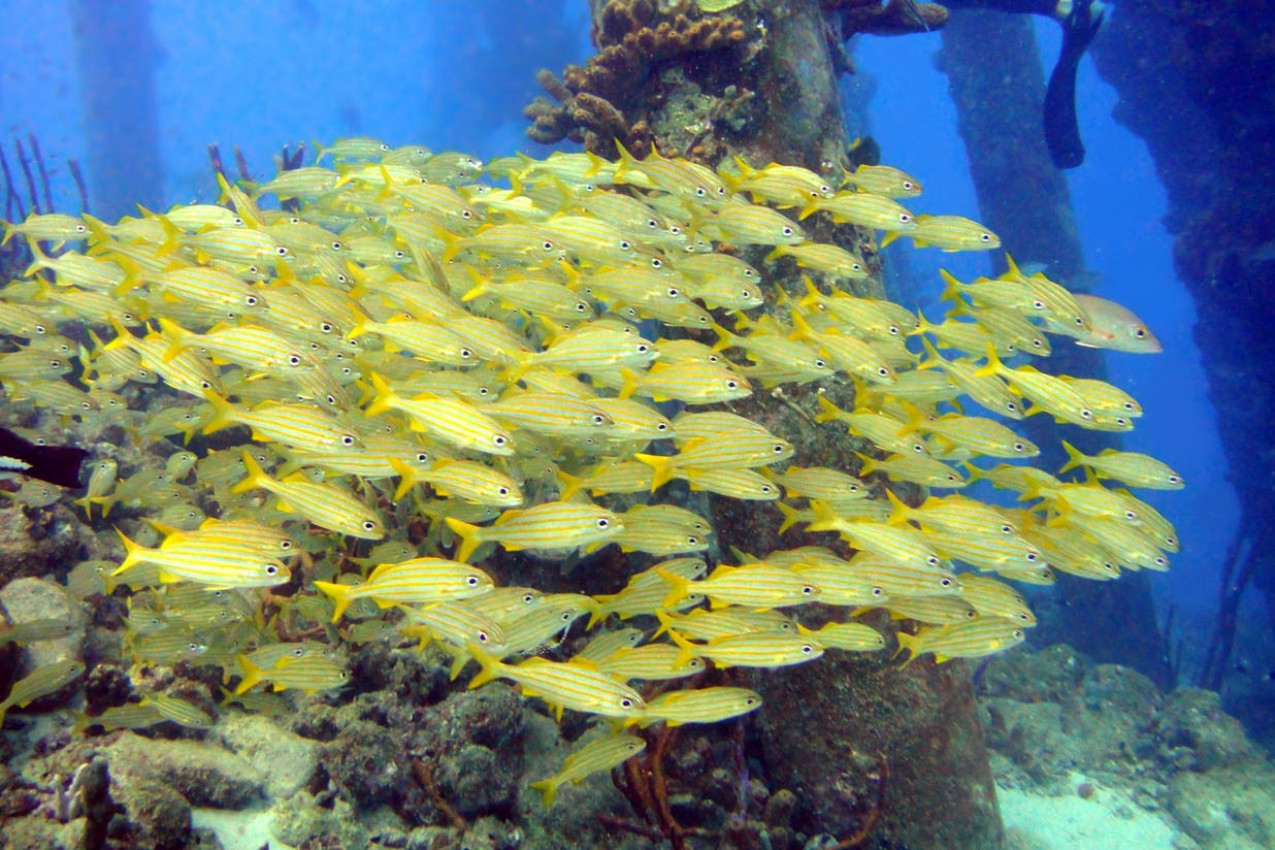 Cardume em Bonaire