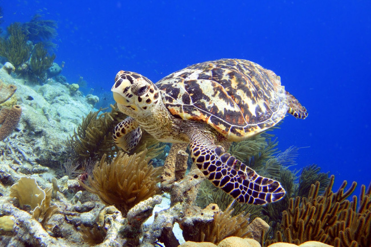 Tartaruga em Bonaire