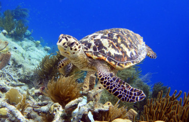 Tartaruga em Bonaire