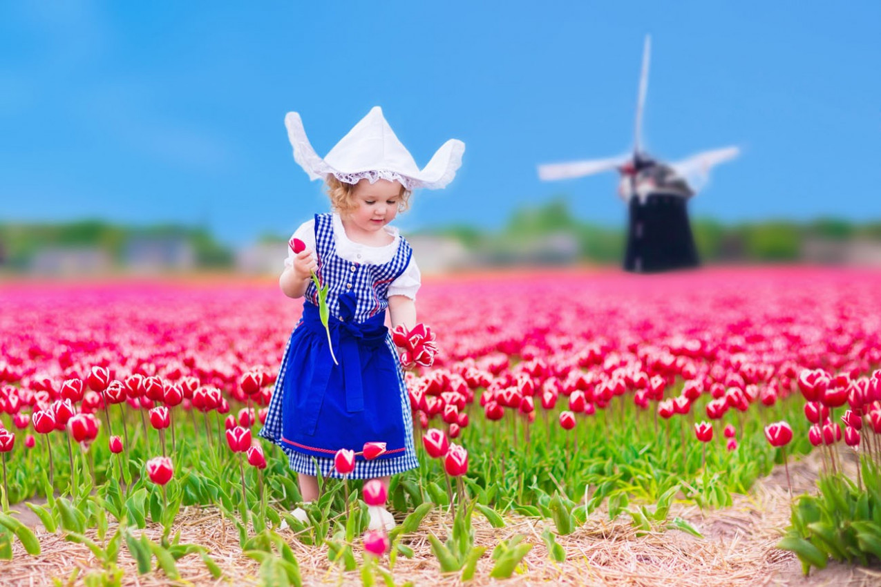 Campo de tulipas florescendo ao lado de um moinho de vento na região Amsterdam, Holanda