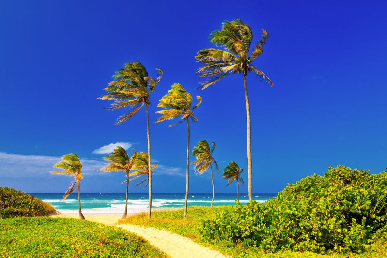 Coconut trees on the beautiful cuban beach of Varadero