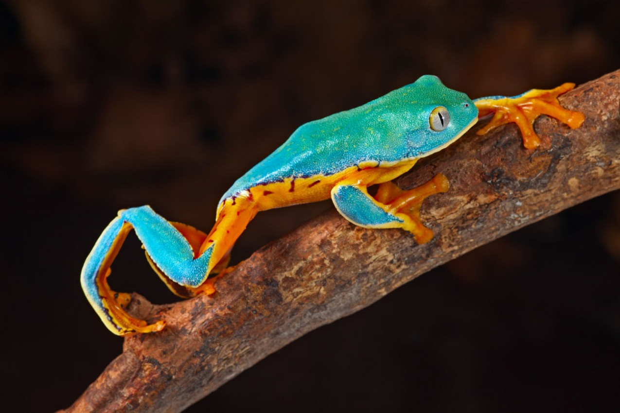 Cruziohyla ou Phyllomedusa calcarifer vive na floresta tropical exótico da Nicarágua