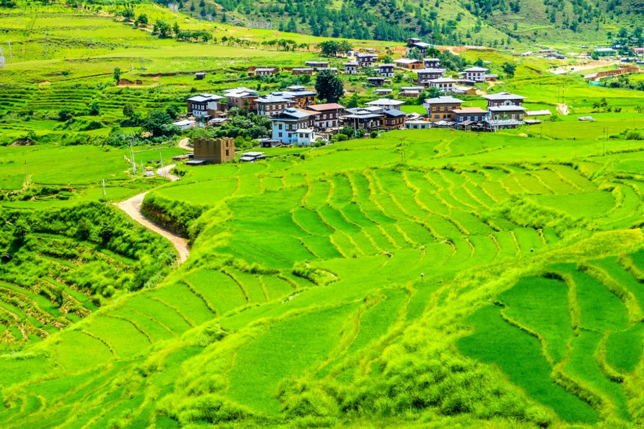 Linda vista dos campos de arroz no Butão