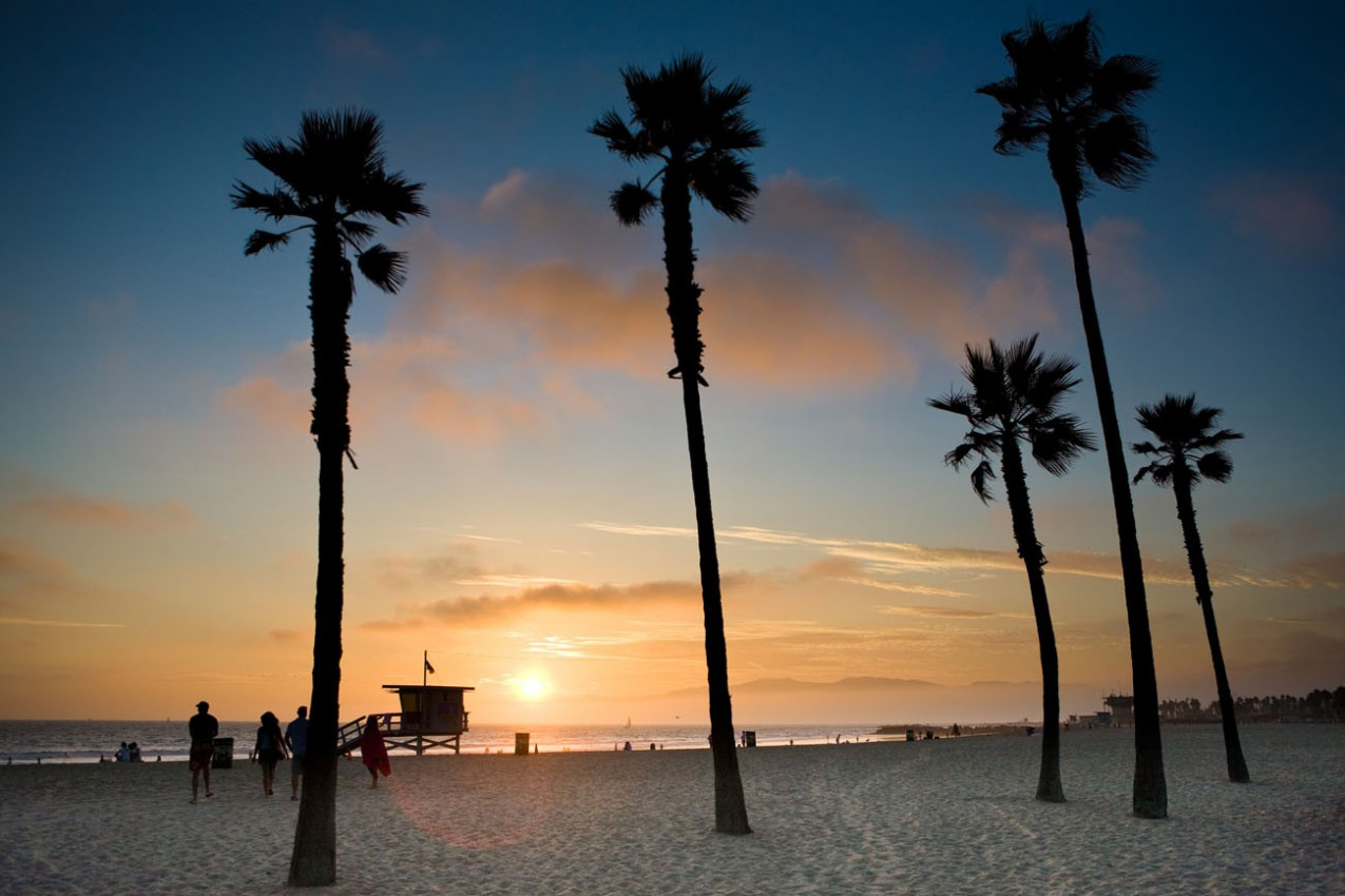 palm trees in sunset in Los Angeles at the pacific ocean