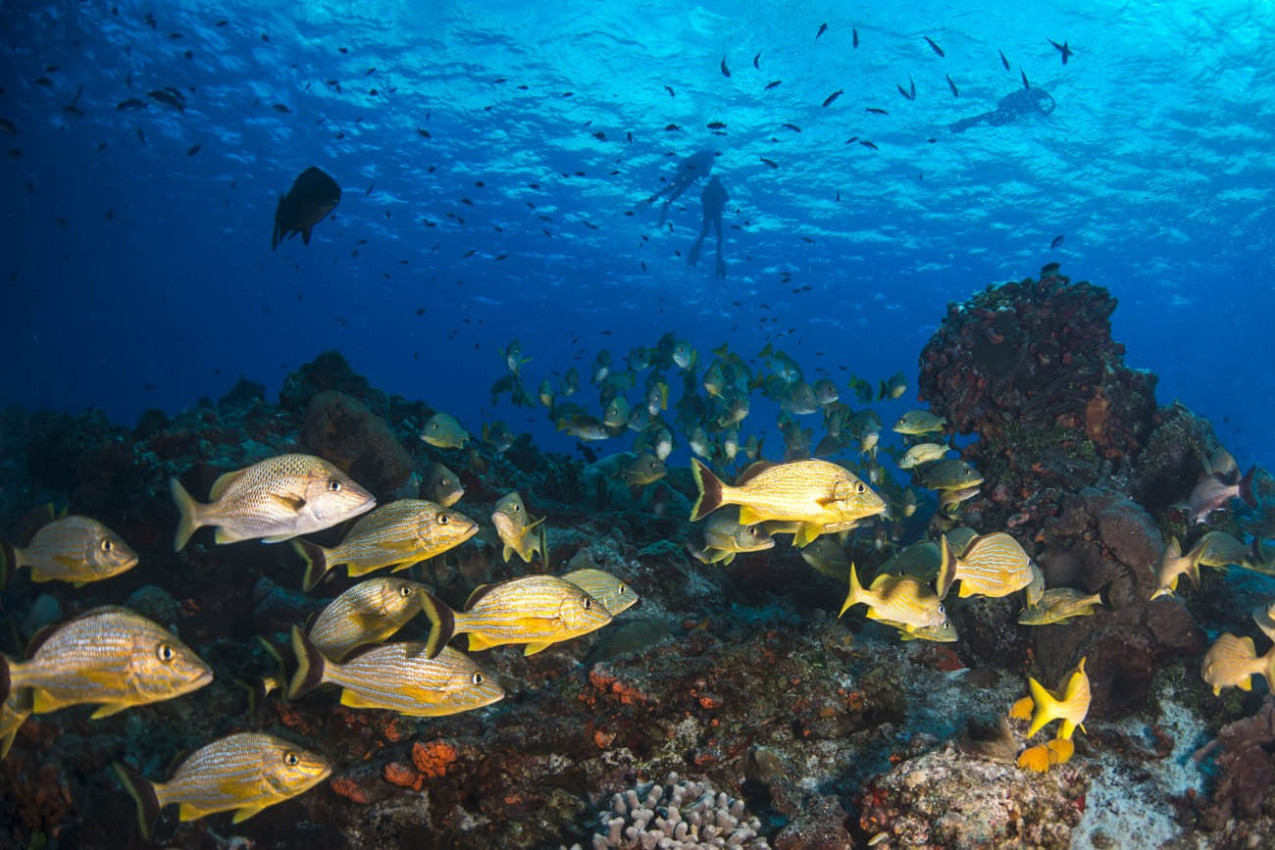 Peixes no lindo mar de Cozumel