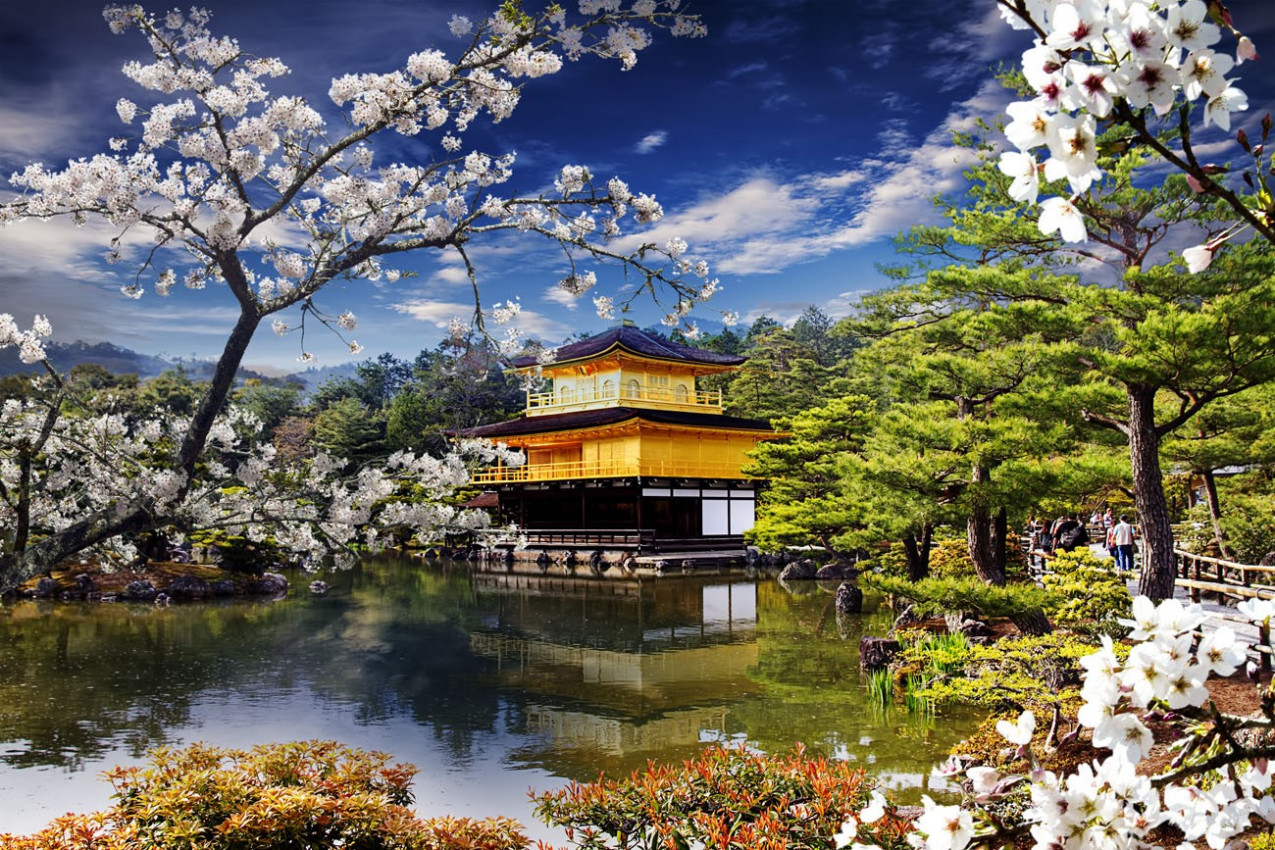 Sakura Templo de Ouro - Japão