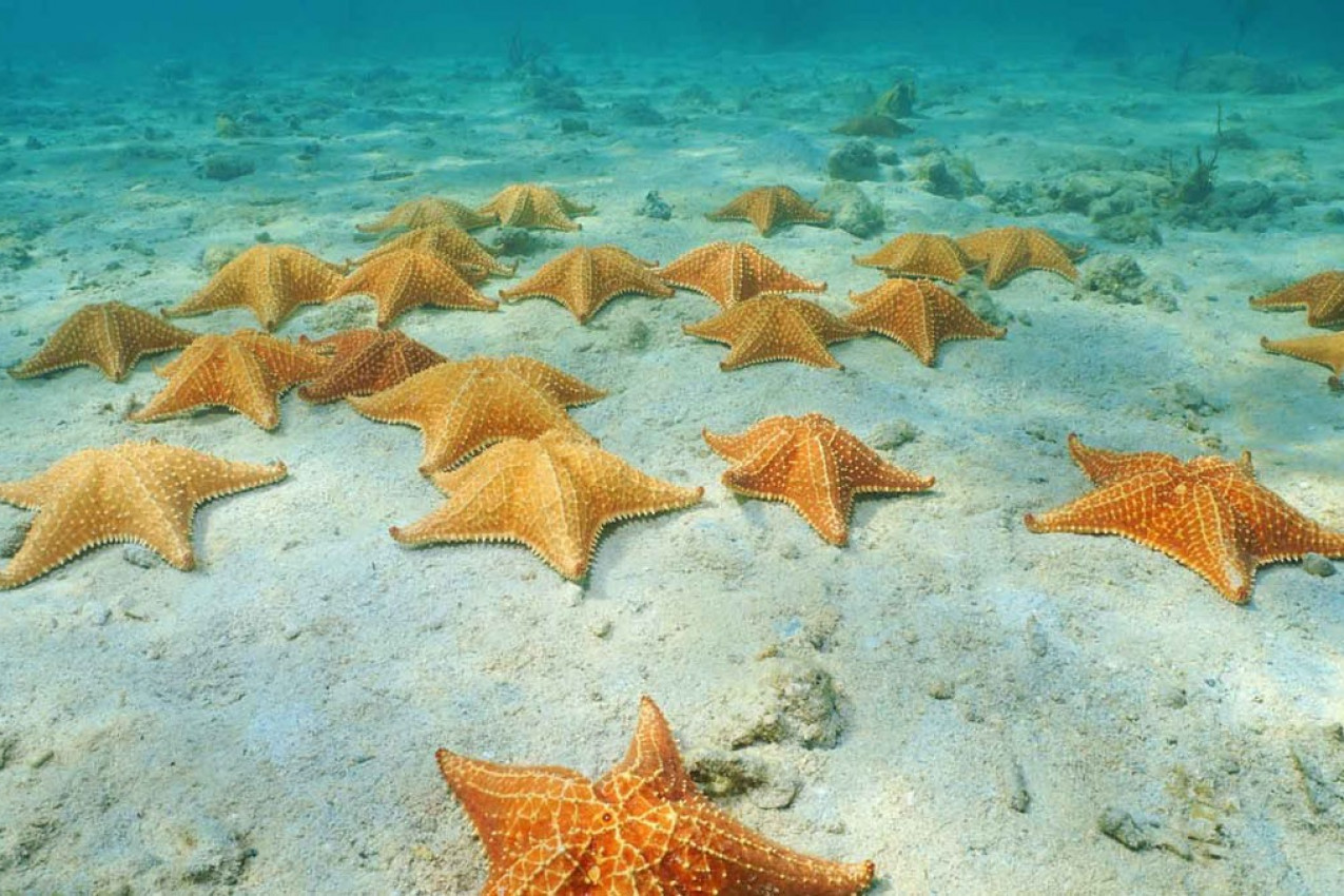 Estrelas do mar em Bocas del Toro