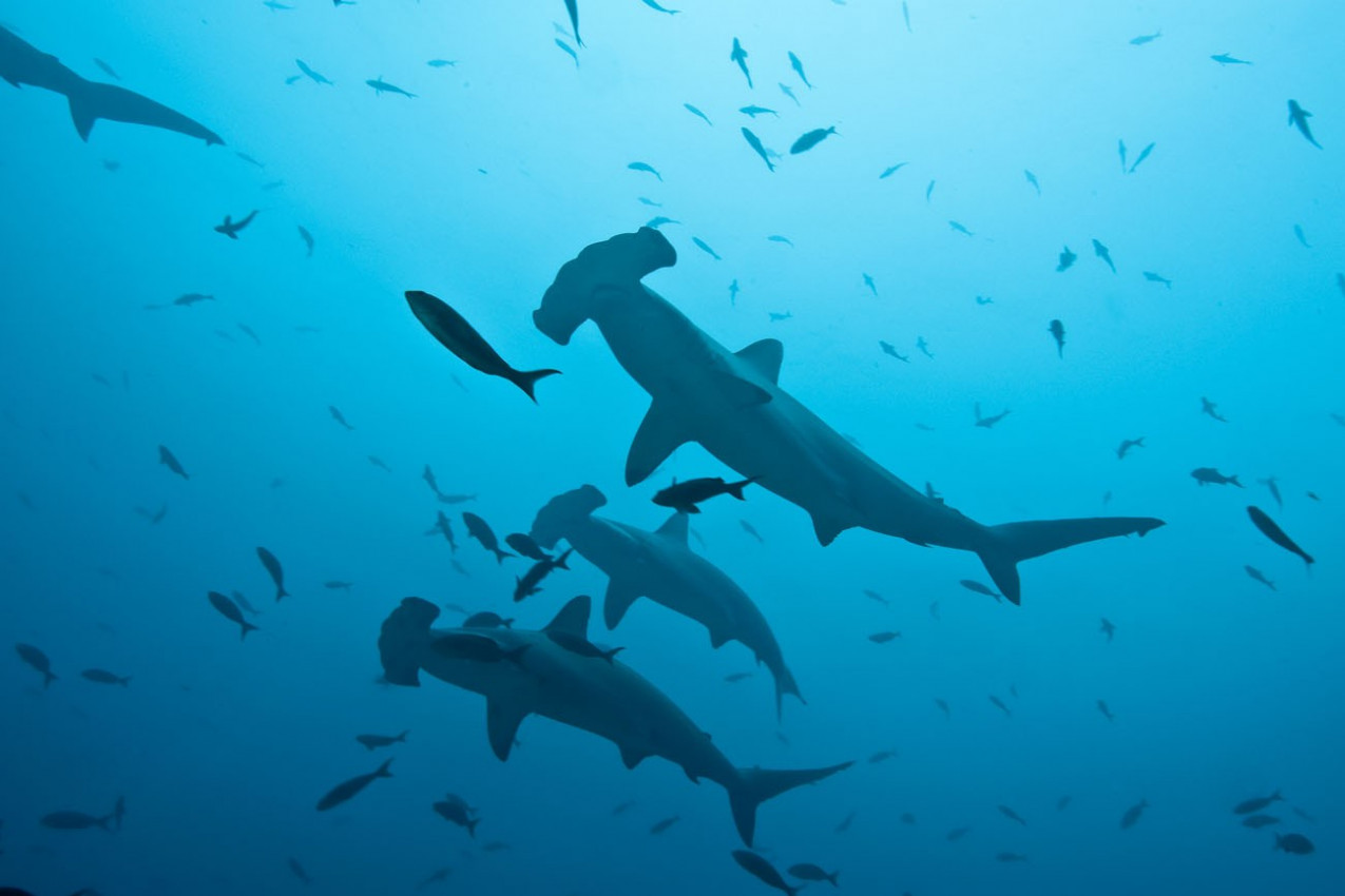 Tubarões Martelos em Galápagos