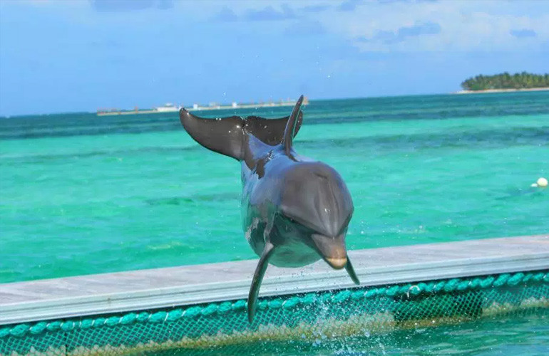 Dolphin Island Park em Punta Cana
