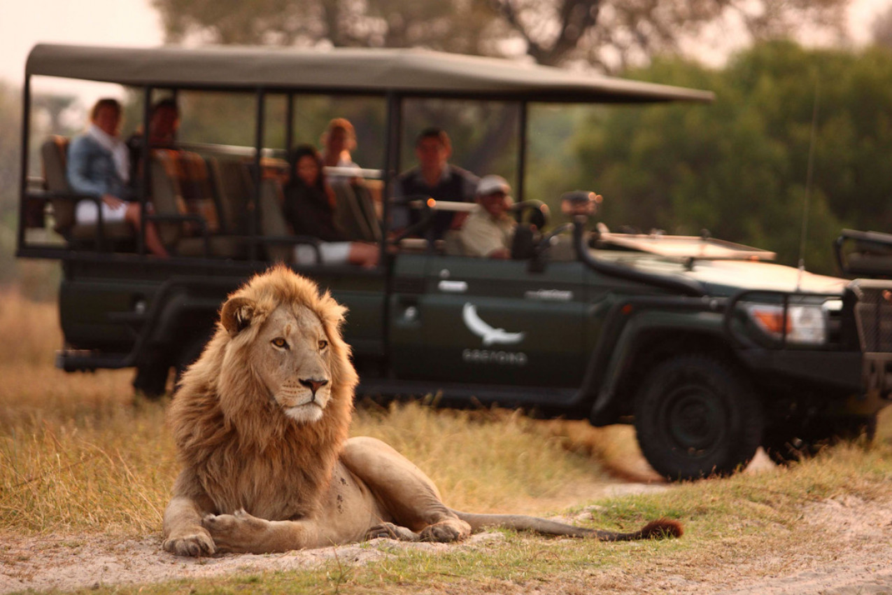 african lion safari vehicle