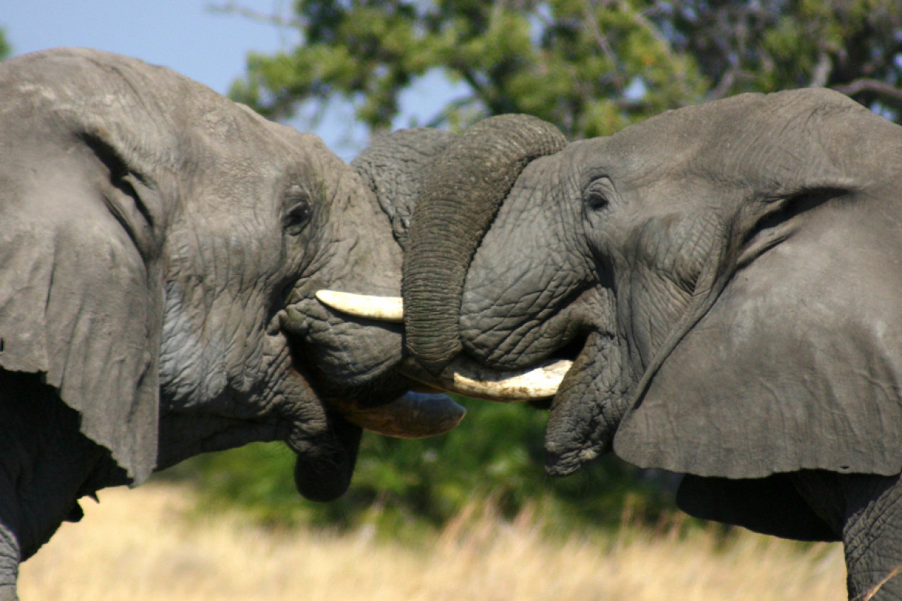 Elefantes de Botswana