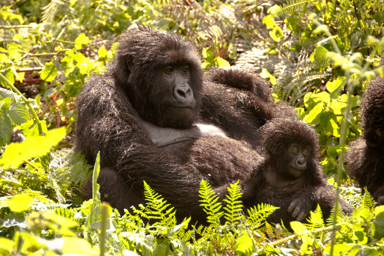 Pacote para Ruanda para ver Gorilas