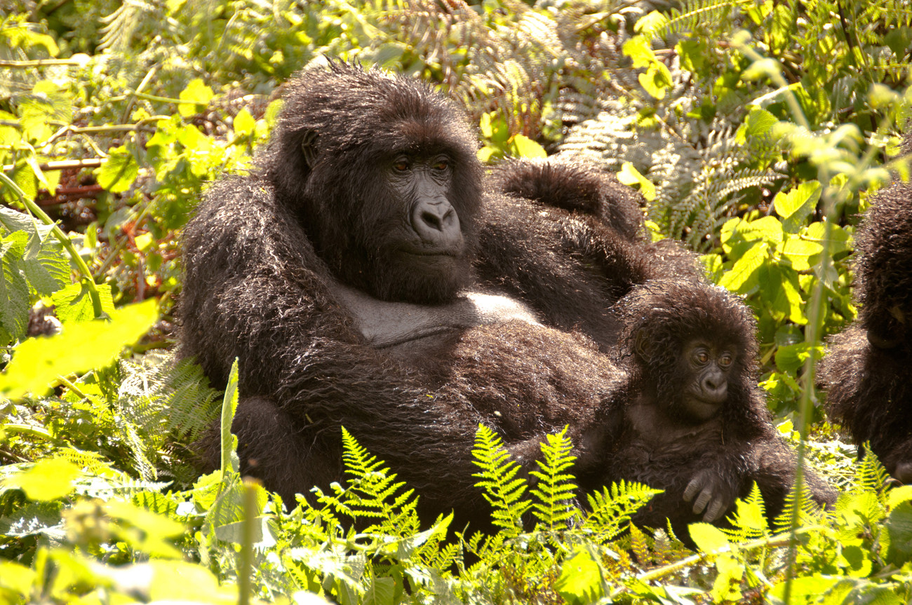 Gorilas em Ruanda