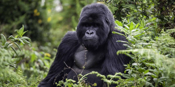 Gorilas em Ruanda Luxury