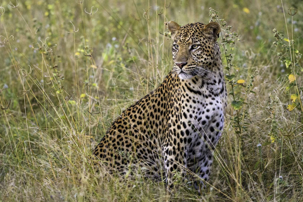 Pacote e Roteiro para Botswana By Widerness Safaris 