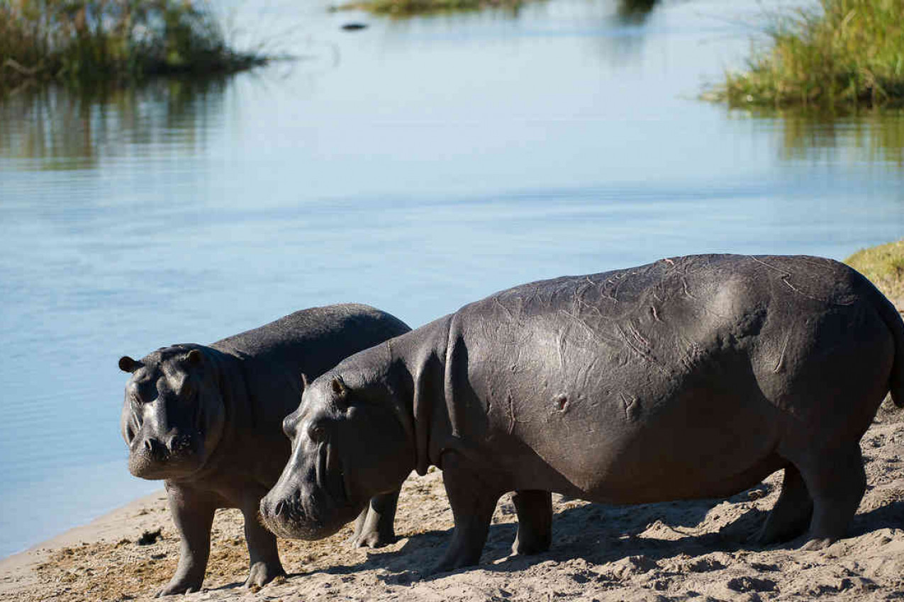 Pacote e Roteiro para Botswana By Widerness Safaris 