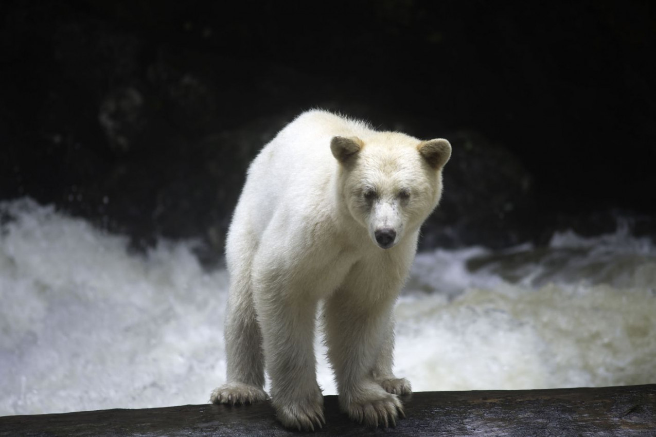 Spirti Lodge Bear - Canadá 