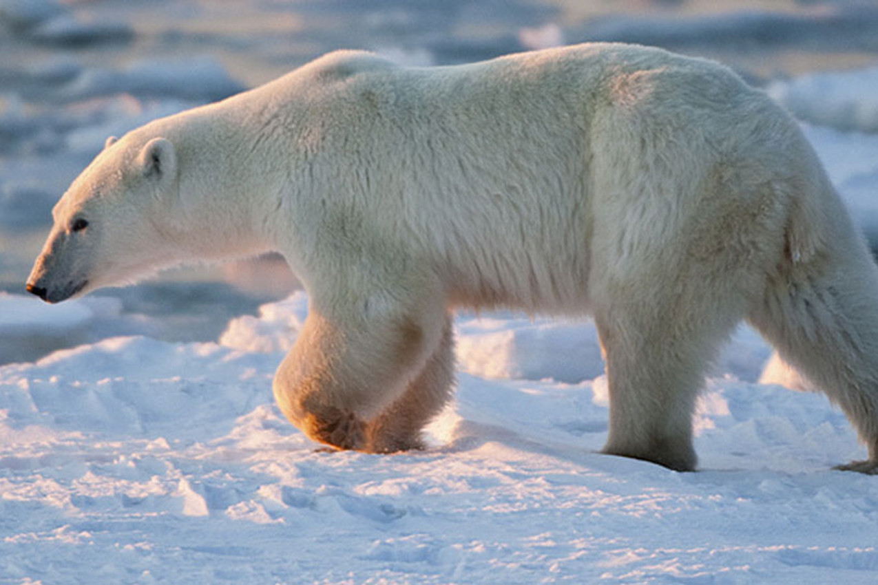 Urso do Ártico 