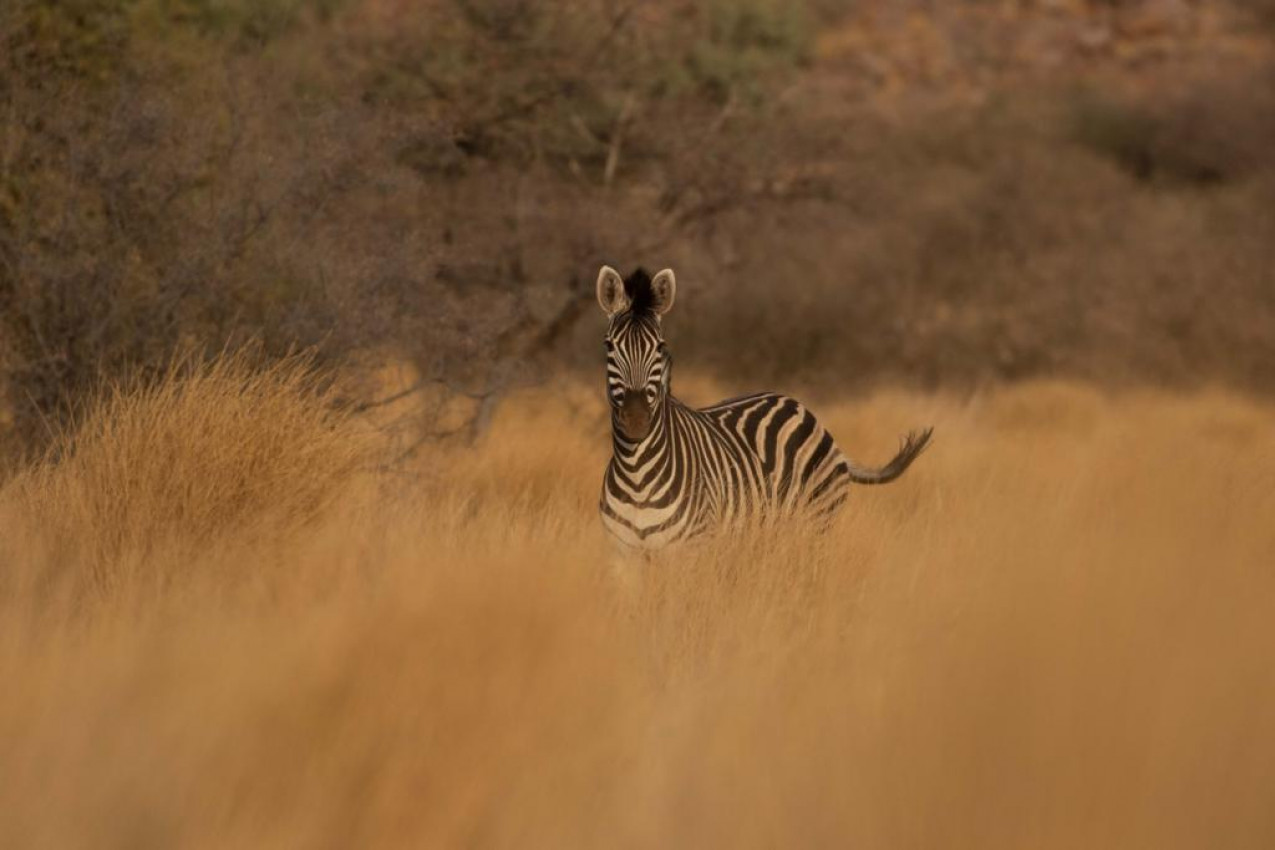 Tswalu Kalahari Reserve Africa do Sul