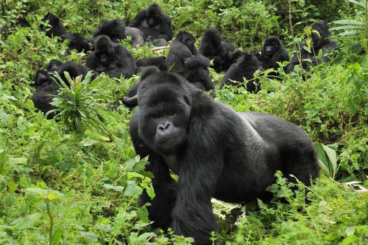 Viagem de Safari para ver Gorilas
